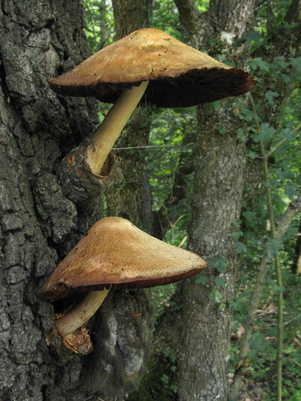 pošvovec stromový Volvariella bombycina (Schaeff.) Singer