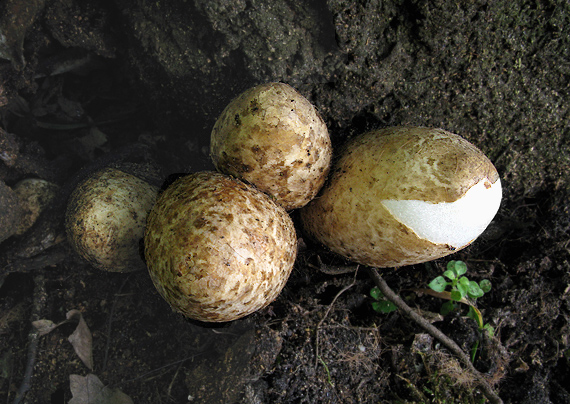 pošvovec stromový Volvariella bombycina (Schaeff.) Singer