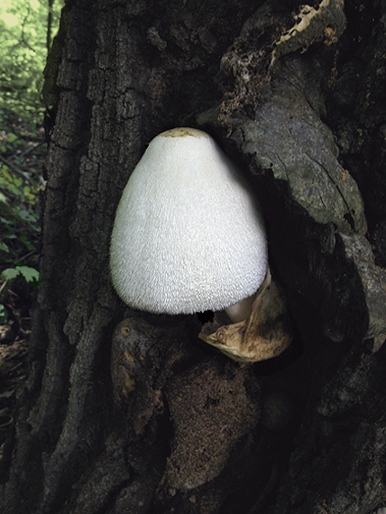 pošvovec stromový Volvariella bombycina (Schaeff.) Singer