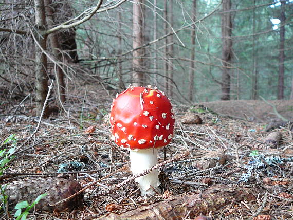 muchotrávka červená Amanita muscaria (L.) Lam.