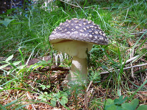 muchotrávka Amanita sp.