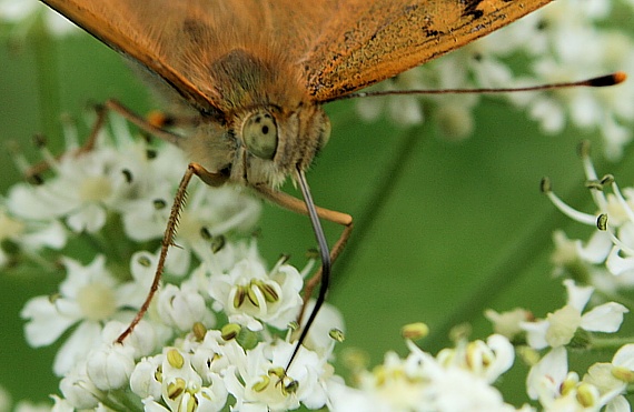 perlovec striebristopásavý Argynnis paphia