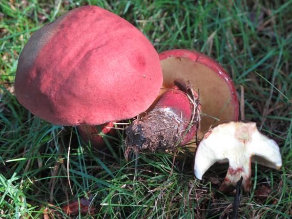 hrib Boletus bicolor Smotl.