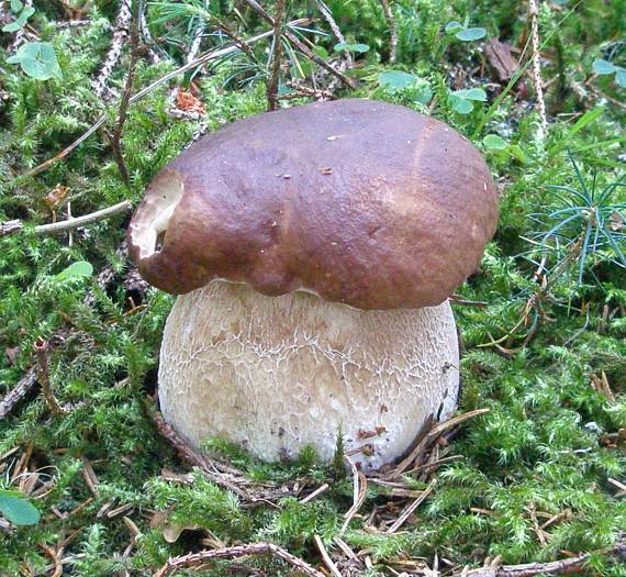 hríb smrekový Boletus edulis Bull.