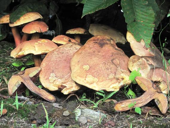 hríb Boletus sp.