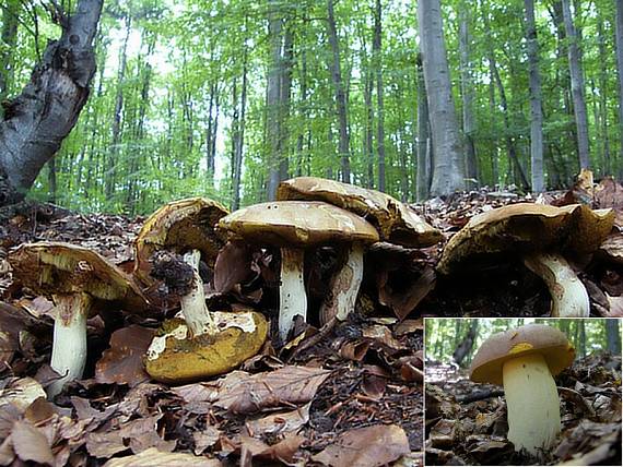 hríb príveskatý Butyriboletus appendiculatus (Schaeff. ex Fr.) Secr.