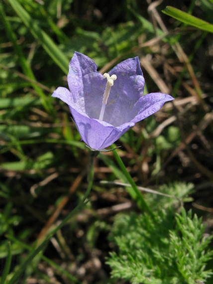 zvonček Campanula trojanensis