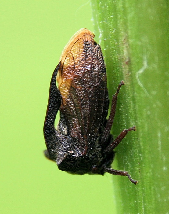 tŕňovka liesková Centrotus cornutus