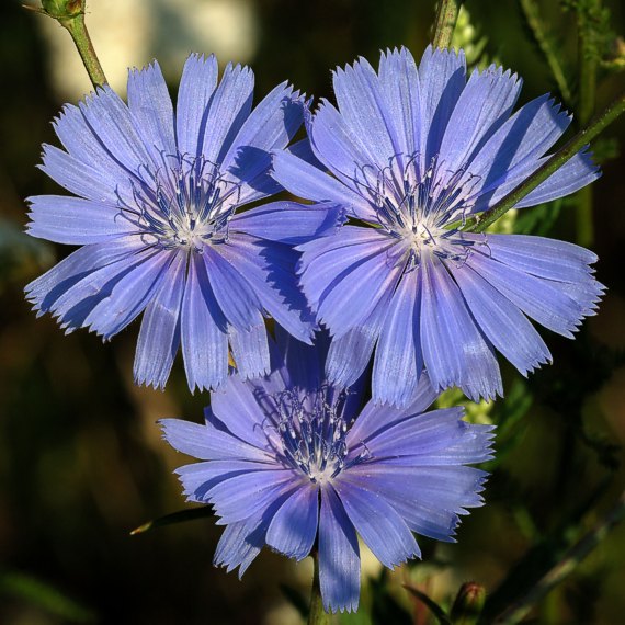 čakanka obyčajná Cichorium intybus L.