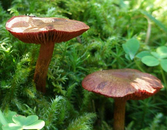 pavučinovec Cortinarius sp.