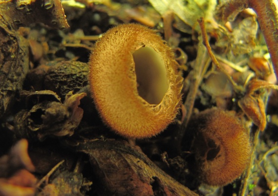 humária polguľovitá/Bělokosmatka polokulovitá  Humaria hemisphaerica  (F.H. Wigg.) Fuckel