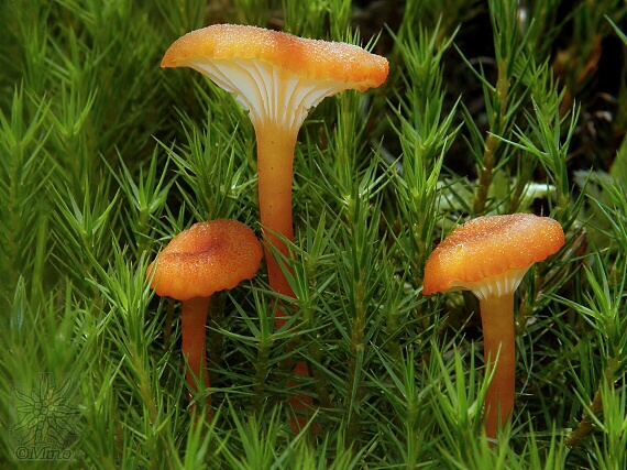 lúčnica zrnitá Hygrocybe coccineocrenata (P.D. Orton) M.M. Moser