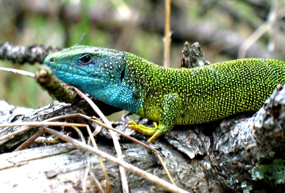 jašterica zelená Lacerta viridis