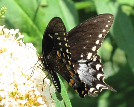 vidlochvost Papilio troilus