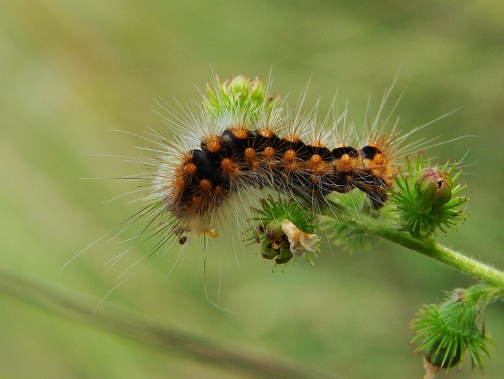 mramorovka rakytová - bábätko Acronicta auricoma