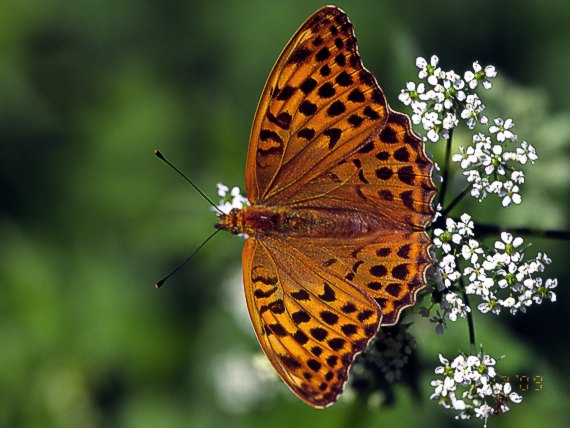 perlovec striebristopásavý Argynnis paphia