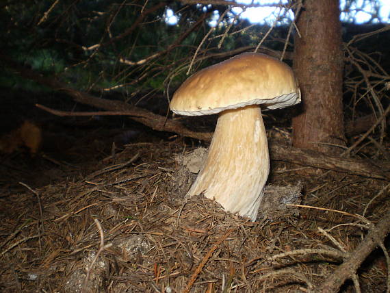 hríb smrekový Boletus edulis Bull.