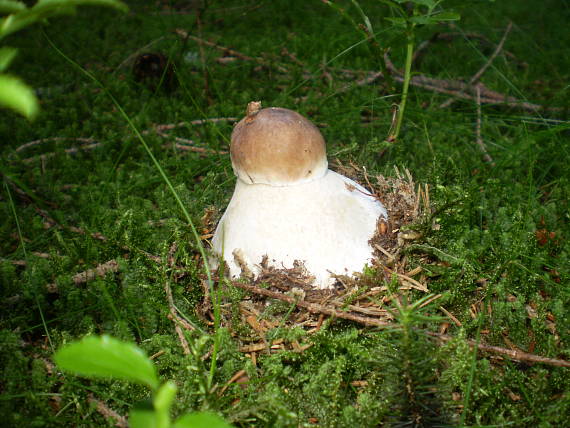 hríb smrekový Boletus edulis Bull.