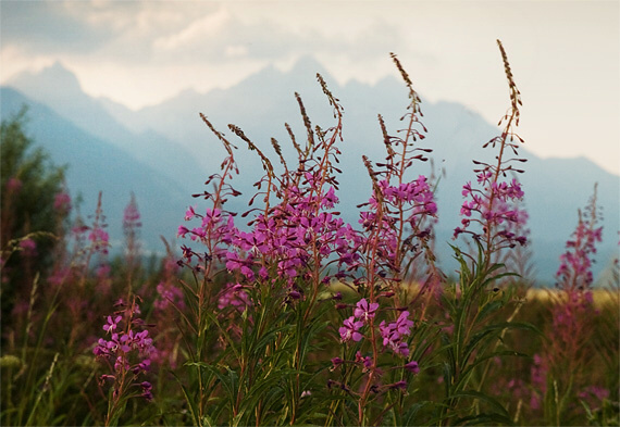 kyprina úzkolistá Chamerion angustifolium (L.) Holub