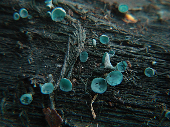 zelenica Chlorociboria sp.