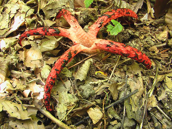 mrežovka kvetovitá Clathrus archeri (Berk.) Dring