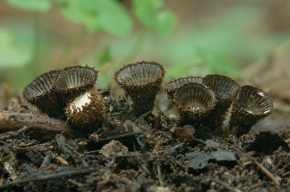 čiaškovec pásikavý Cyathus striatus (Huds.) Willd.