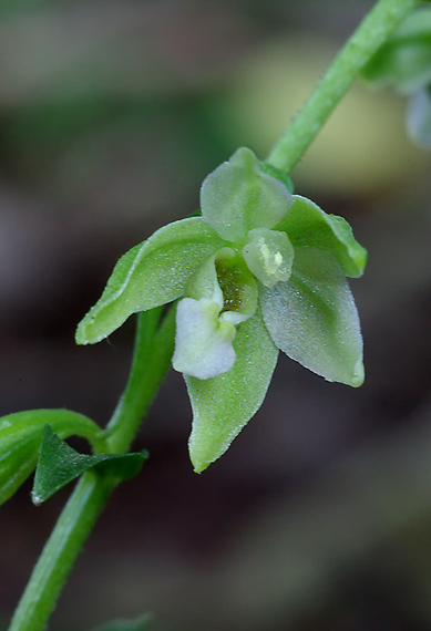 kruštík tallošov - kruštík tallósův Epipactis tallosii Molnár et Robatsch