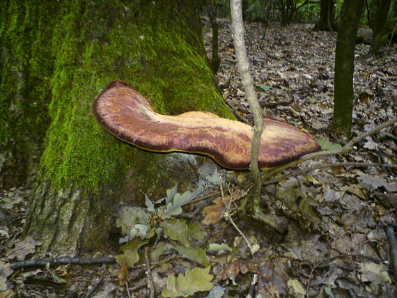 pečeňovec dubový Fistulina hepatica (Schaeff.) With.