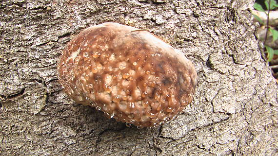 práchnovček pásikavý Fomitopsis pinicola (Sw.) P. Karst.