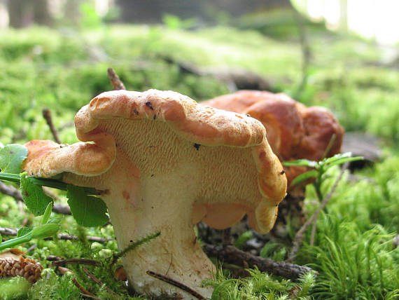 lošák ryšavý ? Hydnum rufescens Pers.