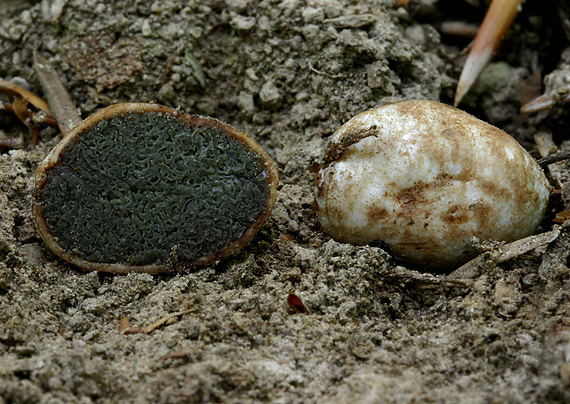 lúpavka Hysterangium sp.