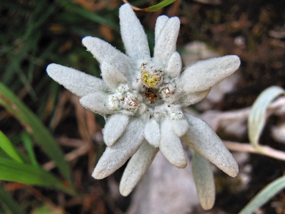 plesnivec alpínsky Leontopodium alpinum Cass.