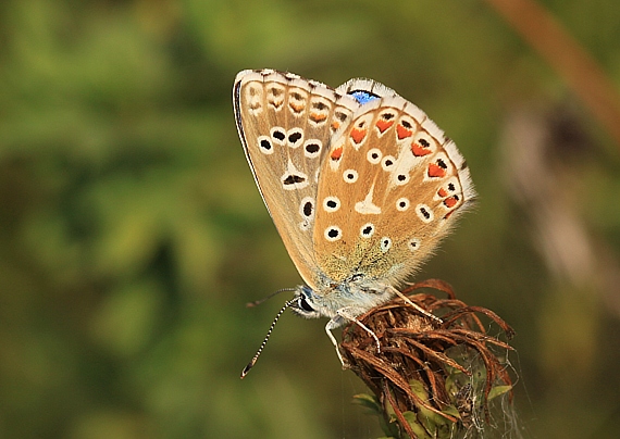 modráčik ďatelinový Polyommatus bellargus