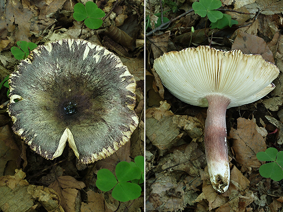 plávka fialovohlúbiková Russula violeipes Quél.