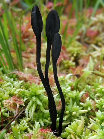 pajazýček chlpatý Trichoglossum hirsutum?