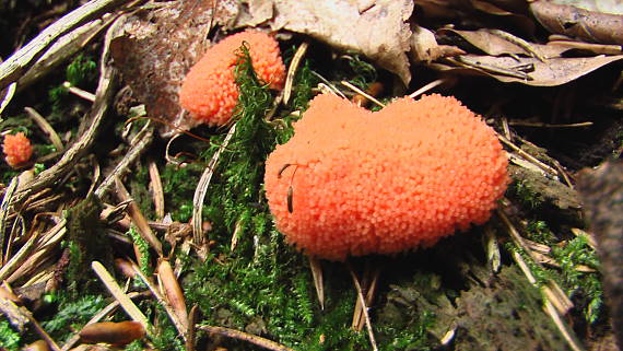 jahodník sasankovitý  Tubifera ferruginosa (Batsch) J.F. Gmel.