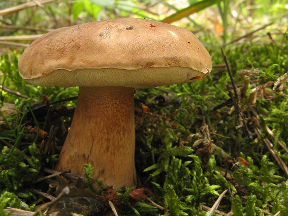 podhríb žlčový Tylopilus felleus (Bull.) P. Karst.