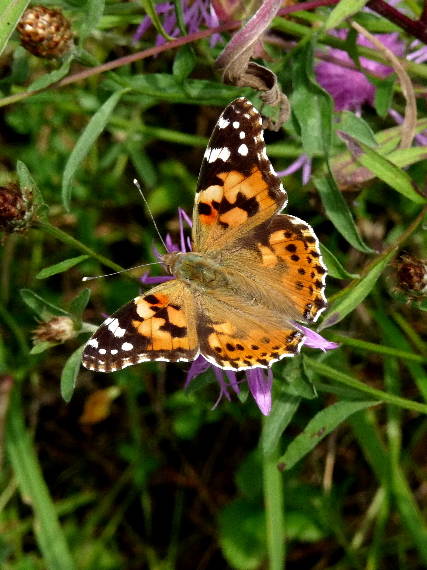 babôčka bodliaková Vanessa cardui