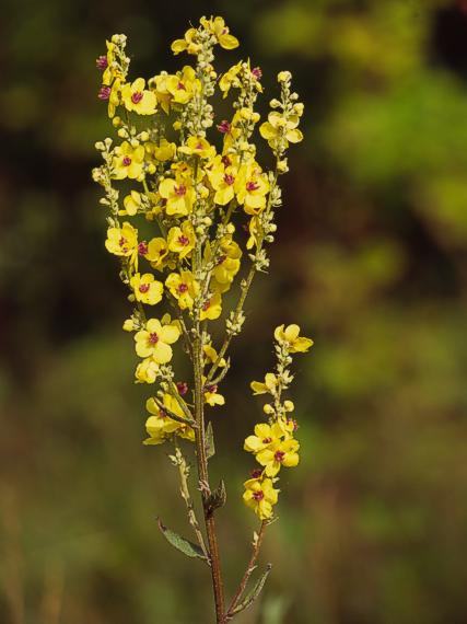 divozel rakúsky Verbascum austriacum