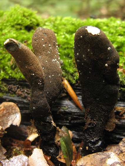 drevnatec kyjakovitý Xylaria polymorpha (Pers.) Grev.