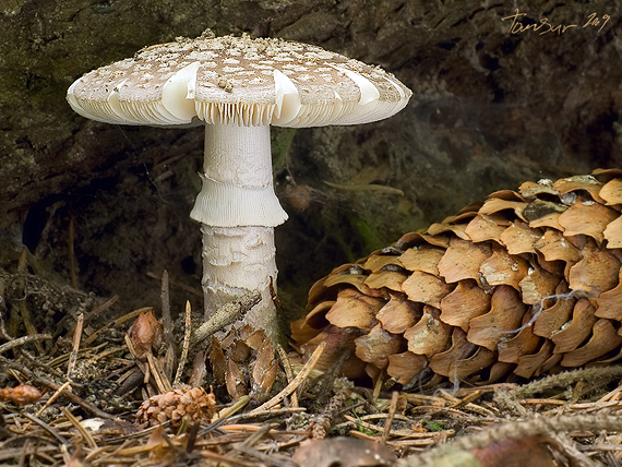 muchotrávka hrubá Amanita excelsa (Fr.) Bertill.