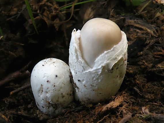 muchotrávka pošvatá Amanita vaginata (Bull.) Lam.