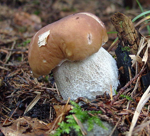 hríb smrekový Boletus edulis Bull.