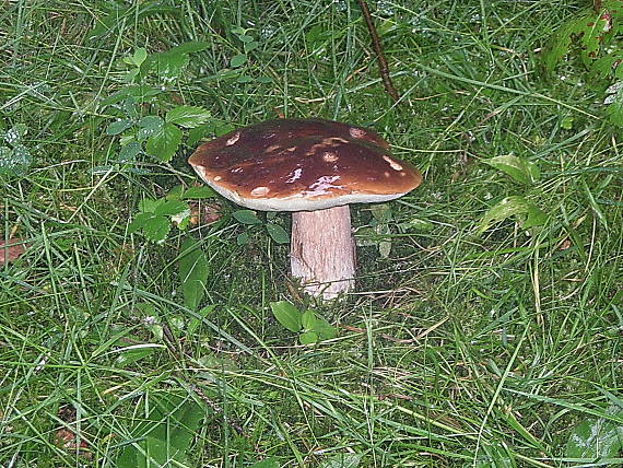 hríb smrekový Boletus edulis Bull.