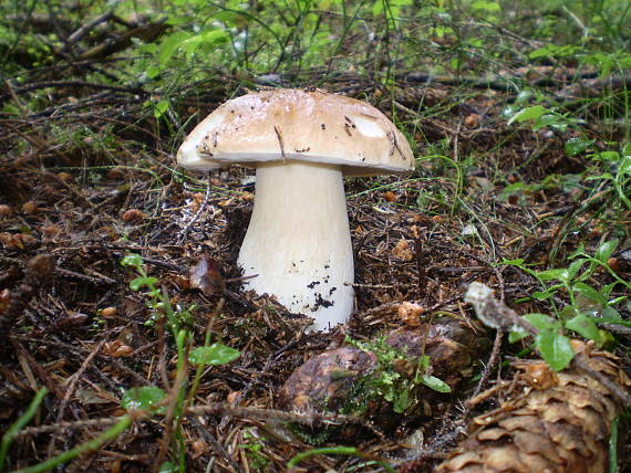 hríb smrekový Boletus edulis Bull.