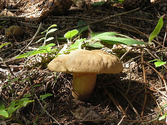 hríb horský Butyriboletus subappendiculatus (Dermek, Lazebn. & J. Veselský) D. Arora & J.L. Frank