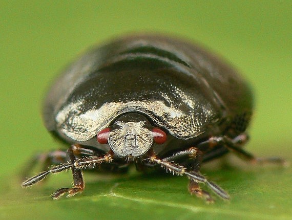 okrúhlička čierna  Coptosoma scutellatum Geoffroy, 1785