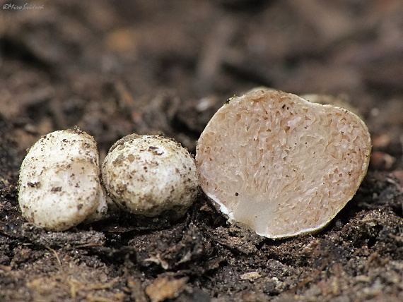 hľuza Hymenogaster sp.