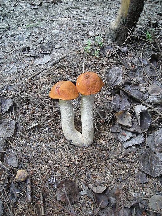 kozák osikový Leccinum albostipitatum den Bakker & Noordel.