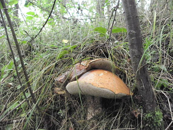 kozák hrabový? Leccinum pseudoscabrum? (Kallenb.) Šutara (1989)